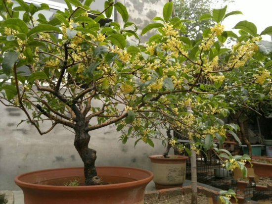 桂花养在家里风水好吗，家里为什么不能种桂花