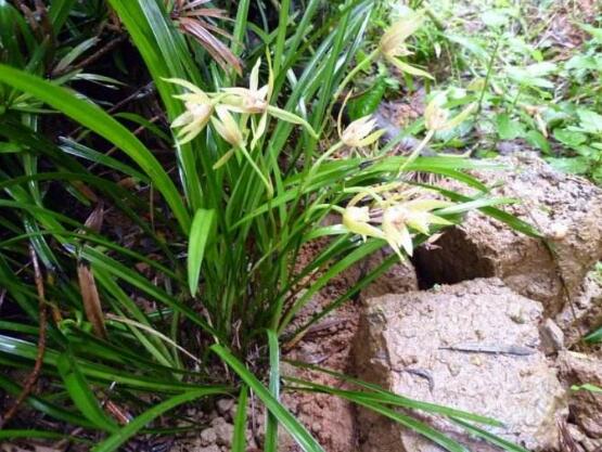 兰花用什么土栽培最好，软植料与硬植料培育最利于生长