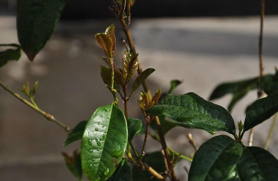 桂花树的繁殖方法，4种繁殖方式/扦插繁殖最普遍