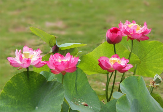 家里为什么不能养荷花，家里种荷花对风水好吗(寓意和谐)