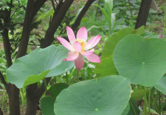 家里养莲花好吗，为什么家里不养莲花(散财)