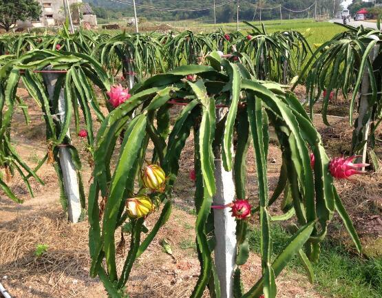 火龙果的种植方法：喜温暖潮湿，光照充足的环境