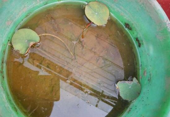 养碗莲的水为什么总浑，长期没换水导致水质污染