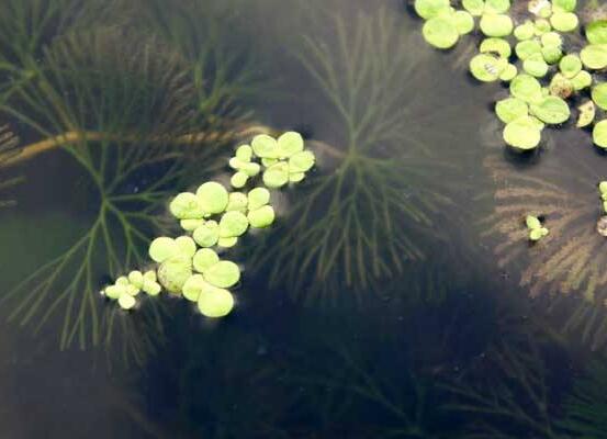 浮萍是什么：一种浮萍科水生浮生植物，可做饲料