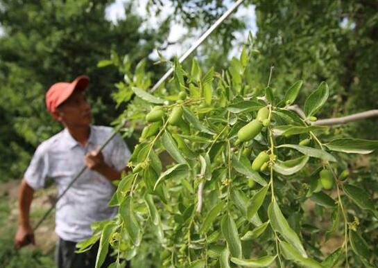 枣树怎样修剪：枣树修剪应做到“冬季为主,冬夏结合”