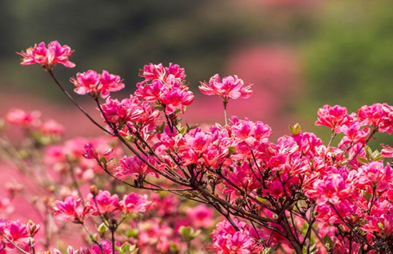 常见的8种旺运花卉，赶紧养一盆