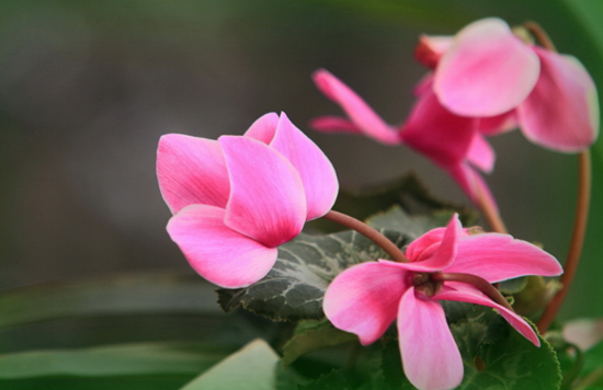 常见的8种旺运花卉，赶紧养一盆