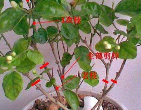 栀子花如何修剪，栀子花的修剪方法(5个步骤)