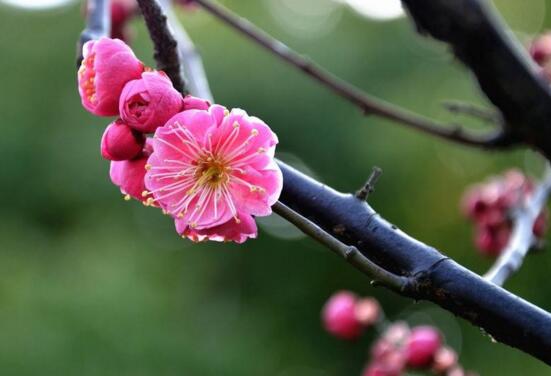 梅花插瓶怎么养，梅花用什么瓶子养(素净陶瓷瓶或铜瓶)