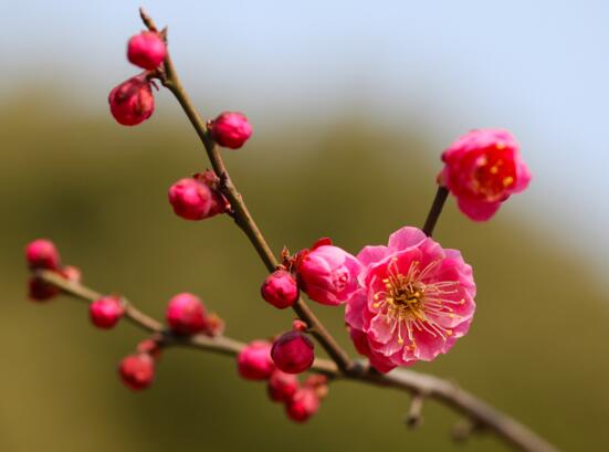 梅花插瓶怎么养，梅花用什么瓶子养(素净陶瓷瓶或铜瓶)