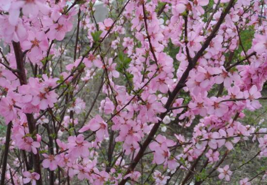 樱花和樱桃花一样吗，不一样(各自的作用如何呢)