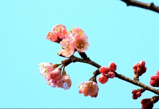 樱花和樱桃花一样吗，不一样(各自的作用如何呢)