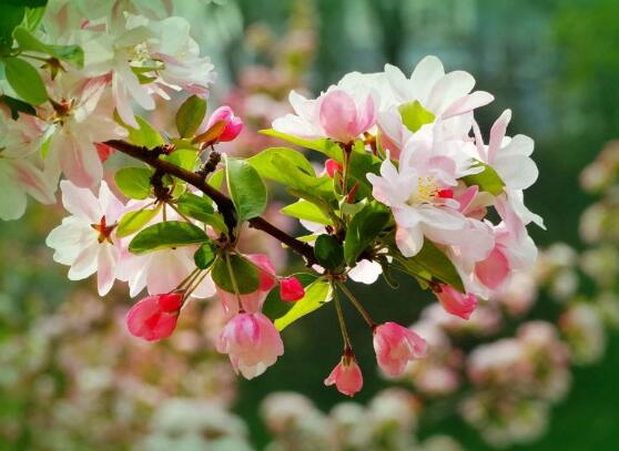 海棠花为什么叫断肠花，海棠花为什么没有香味