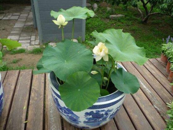 荷花种子的种植方法，从莲子到荷花只需5步