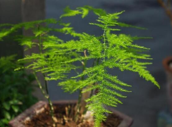 文竹叶子干枯怎么办，七种原因对症下药