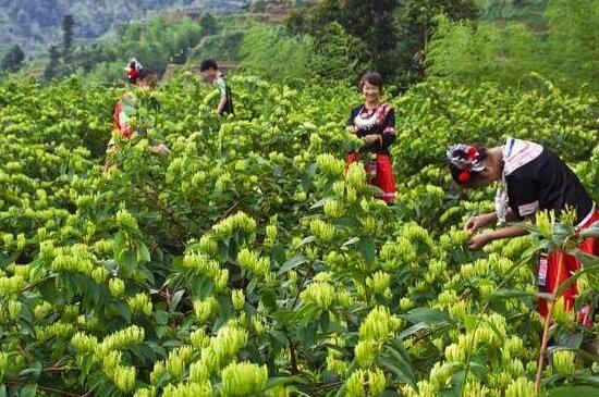 新鲜金银花能泡水喝吗，不能泡水喝(有病菌对人体有害)