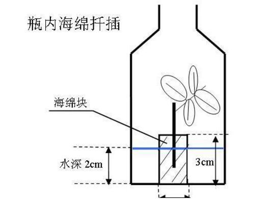 月季扦插最简单方法，水插法只需一个透明塑料瓶即可