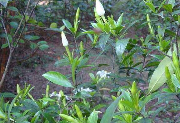 栀子花压枝多久生根，半个月就能生根(附详细步骤)