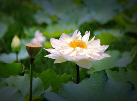 荷花代表什么象征意义，高洁/清廉/富贵/佛教圣洁的象征