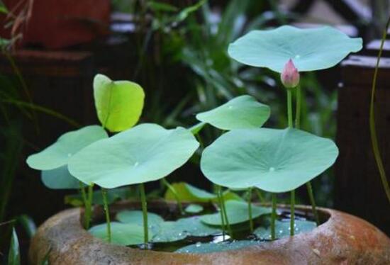 家里养睡莲对风水好吗，是吉祥之花寓意招财纳福