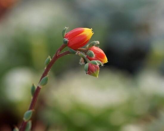 多肉侧芽和花剑的区别，两方面可以分辨