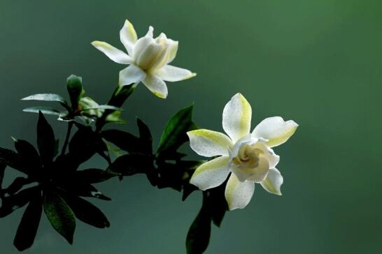 新鲜栀子花怎么吃，栀子花吃了有什么好处