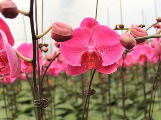 蝴蝶兰花开完了怎么办，蝴蝶兰花期的养护方法