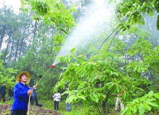 板栗树怎么种，老农手把手教你3大板栗种植步骤