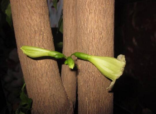 幸福树开花吗，幸福树开花有什么预兆(幸福平安)