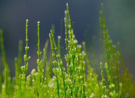 竹节草怎么养，4个步骤教你养出郁郁葱葱的竹节草