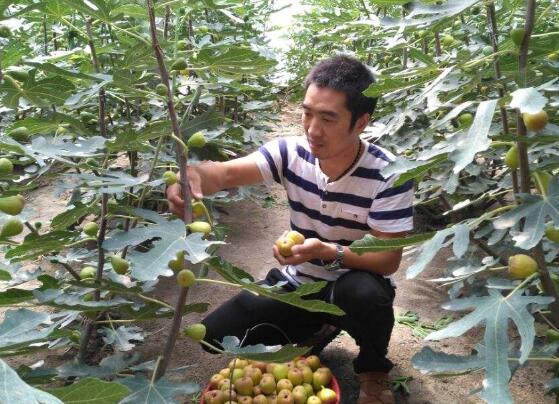 盆栽无花果怎么修剪图解，4个技巧教你剪出品貌俱佳的无花果树