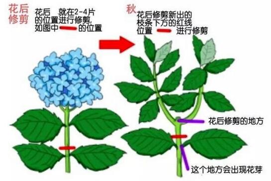 绣球花的修剪方法图解，六个要点让绣球花更美花开更艳