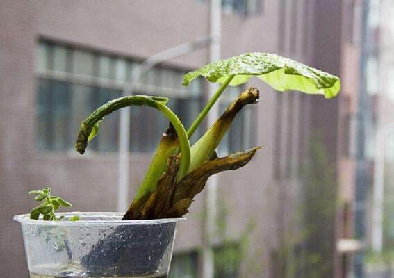 滴水观音无根怎么种植，水培土培皆可一个月内生根长叶