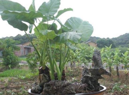 滴水观音根茎怎么繁殖，分离小株植入盆中