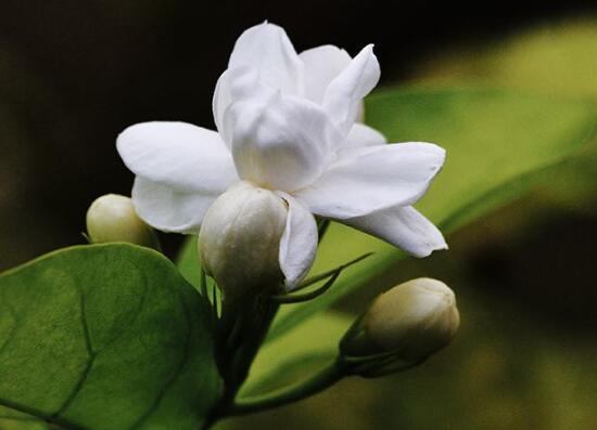 茉莉花怎么养，5种方法让茉莉花香满枝头