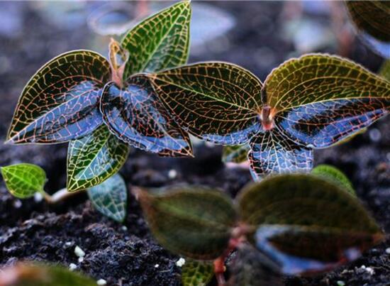 金线莲种植的注意事项，详解金线莲养殖过程和方法