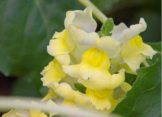 金鱼草花期多长，6月和9月花期1个月/4月花期可延长5个月