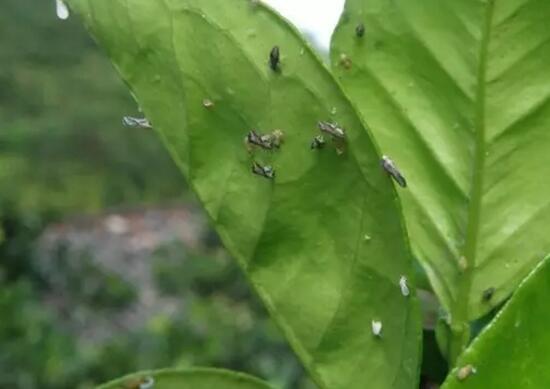 四季山茶花的养殖方法，土壤/温度/水量/修剪/很重要