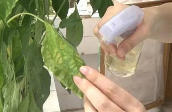 水培植物啤酒可以代替营养液吗，不可以(附自制营养液配方)