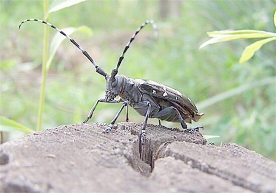 水养九里香能开花吗，水养九里香注意事项