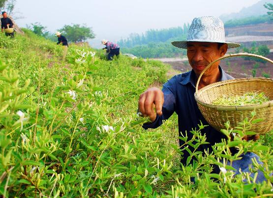 金银花苗多少钱一株，普通0.3～1元一株/高质量3～5元一株