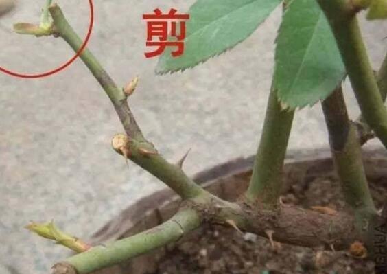 开花月季怎么修剪图解，月季花后需修剪三次