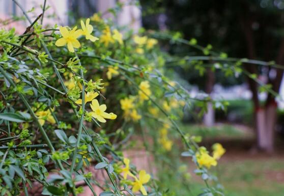 迎夏和迎春花的区别，迎夏先叶后花/迎春先花后叶