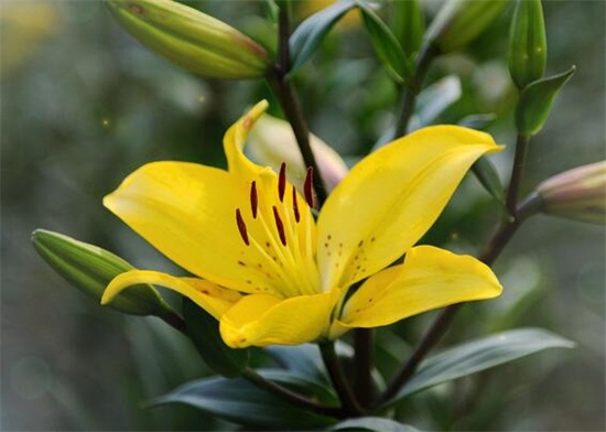 百合花什么时候开花，百合花花期在7～10月