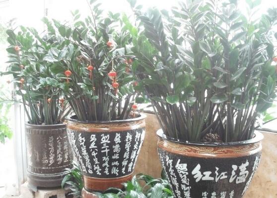 金钱树怎么养才粗壮，4招让金钱数粗枝叶茂/招财效果翻倍