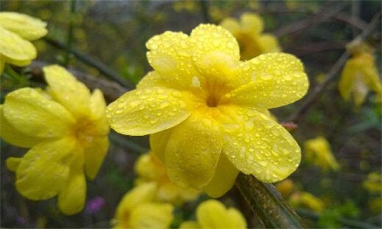 迎春花怎么浇水，梅雨季节要停止浇水/花期前可喷水