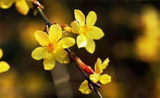 迎春花怎么浇水，梅雨季节要停止浇水/花期前可喷水