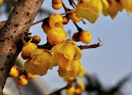 腊梅可以泡茶吗，可以/体虚和孕妇不能饮用