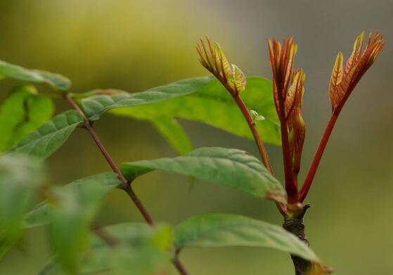 香椿种子怎么种植，选种催芽播种十天就能生根长叶