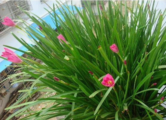 风雨兰怎么修剪，教你5个越剪风雨兰花越多的技巧